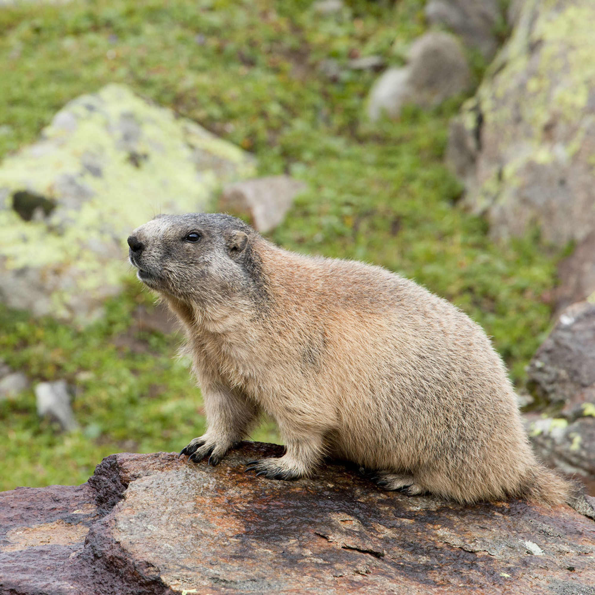 [Translate to EN:] Murmeltier im Naturpark Ötztal